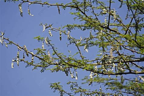 Vachellia Niloticaacacia Niloticababhul Treeindia Mimosaceae Flowers Bright Yellow Vachellia ...