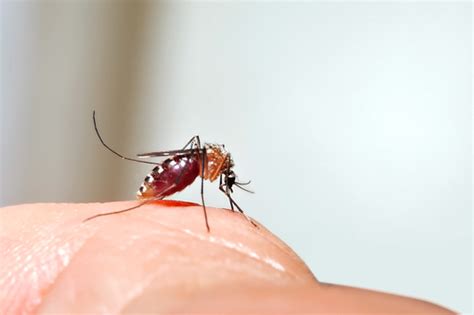 "Surviving Mosquito Season in Florida" | Trapline Pest Solutions