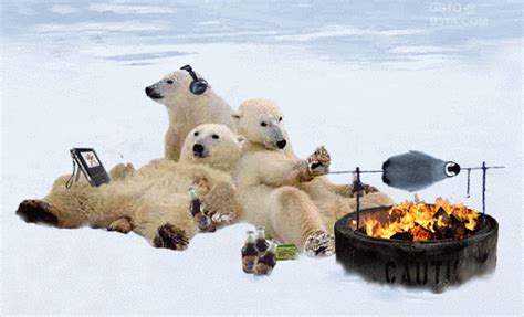 Polar Bear Eating GIFs - Find & Share on GIPHY