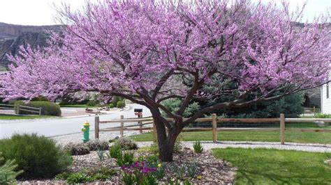 Pin by Heather Sarrail on Front Yard | Eastern redbud, Eastern redbud tree, Garden stones