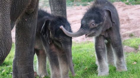 Elephant twins, a rare occurrence, born at Syracuse zoo