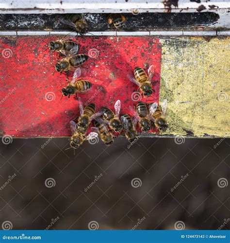 Bees Crawl Together on Red and Yellow Painted Wood at Entrance To Beehive Stock Image - Image of ...