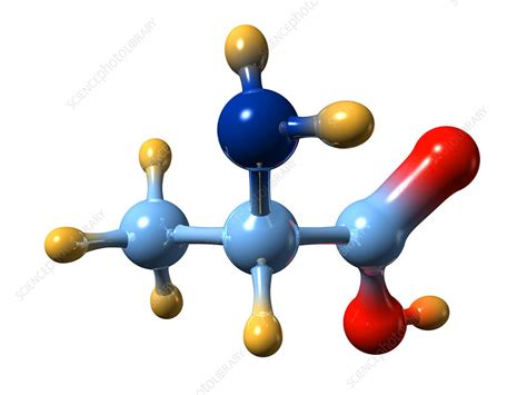 Alanine, molecular model - Stock Image - A611/0037 - Science Photo Library