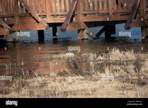 Mallard Drake Duck Swimming Stock Photo - Alamy