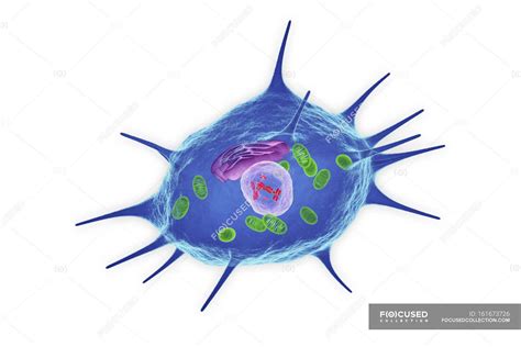 Osteocyte Cell Diagram