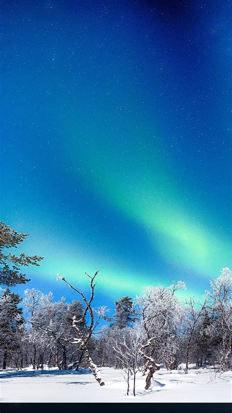 Aurora Borealis northern lights over winter trees and snow in ...