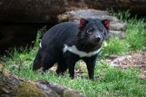 16 Tasmanian Devil Facts - Fact Animal