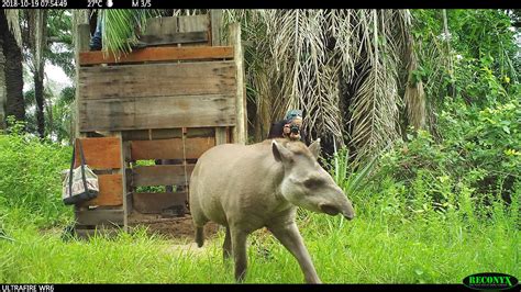 Tapir Conservation - LTCI