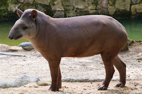 Tapir The South American Animal - Free photo on Pixabay - Pixabay