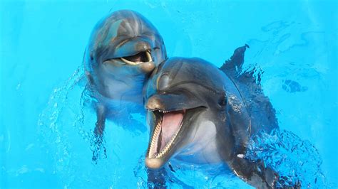 Dolphin Reproduction: How Do Dolphins Mate and Reproduce? - A-Z Animals