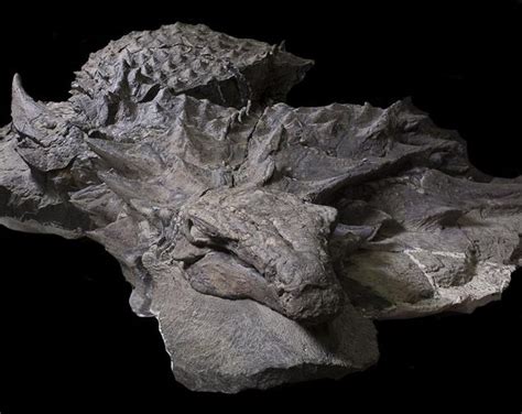 Ankylosaurus Fossil Discovery | Dinosaur fossils, Fossils, Dinosaur