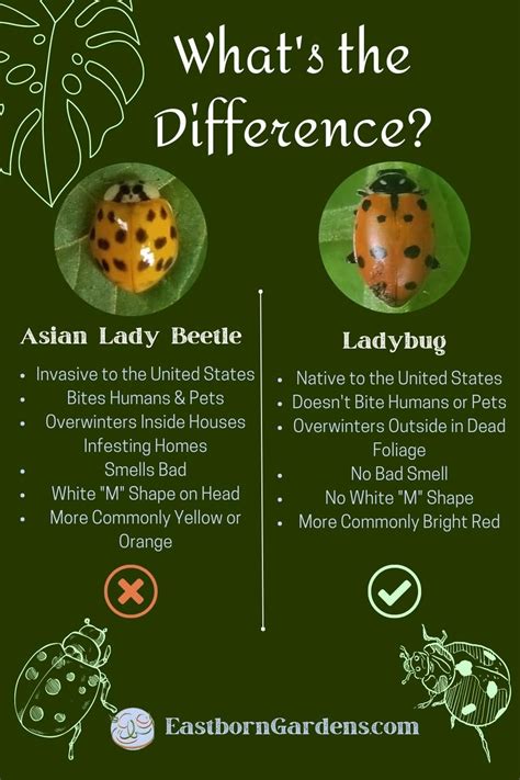 How to Tell The Difference Between Ladybugs and Asian Lady Beetles | Ladybug, Lady beetle ...