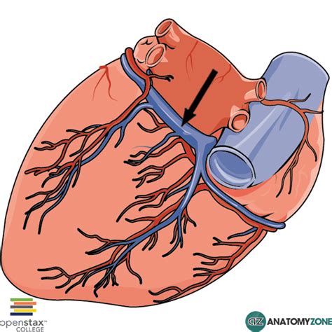 Coronary Sinus - AnatomyZone