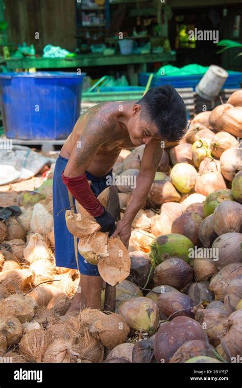 Coconut farm thailand hi-res stock photography and images - Alamy