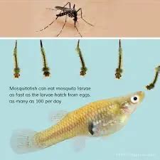 BIOLOGICAL CONTROL METHODS- ANTI LARVAL MEASURES - PSM SURAT