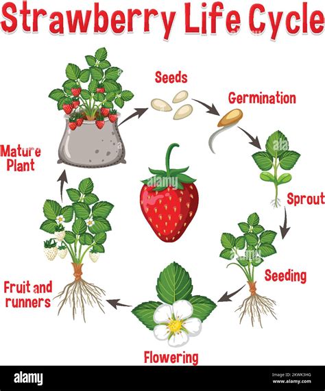 Premium Vector Life Cycle Of Strawberry Diagram | sexiezpix Web Porn