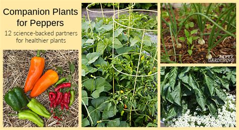 Companion Plants for Peppers: 12 Science-Backed Choices