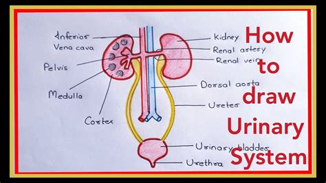 How to draw Urinary System step by step for beginners in a very easy way !! - YouTube