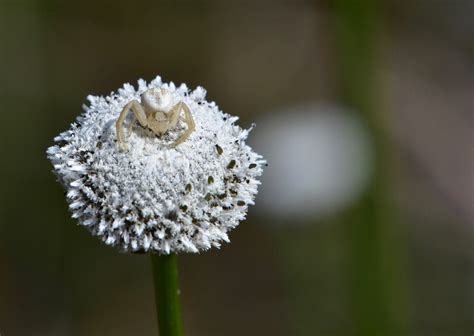 White Crab Spider – IN MY VIEWFINDER