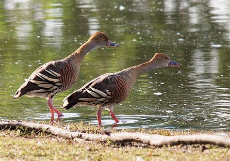 Whistling Ducks | BIRDS in BACKYARDS