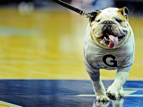 The Georgetown Hoyas mascot walks on the court... - SI Photo Blog
