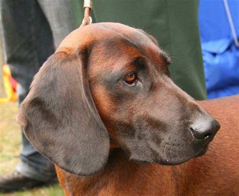 Bavarian Mountain Hound #Dogs #Puppy Akc Dog Breeds, Large Dog Breeds ...