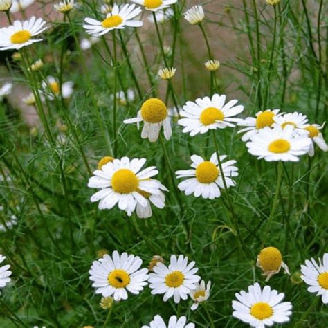 Daisy Flower Meaning in Love and Life - Xu Farm