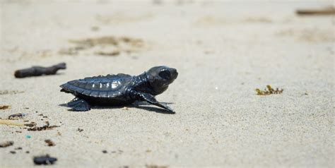 A Sea Turtle Sanctuary | Turtle Conservation in Bali