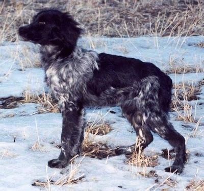 French Brittany Spaniel Dog Breed Information and Pictures