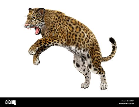 Jaguar Pouncing