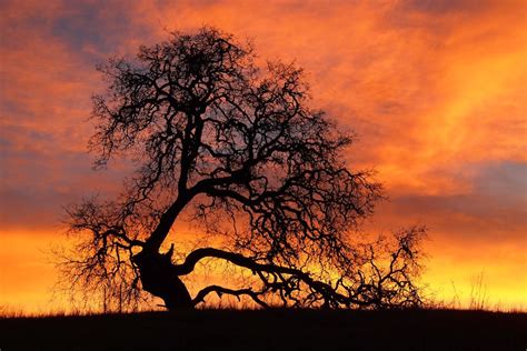 oak tree at sunset | Oak tree silhouette, Silhouette photography, Tree silhouette