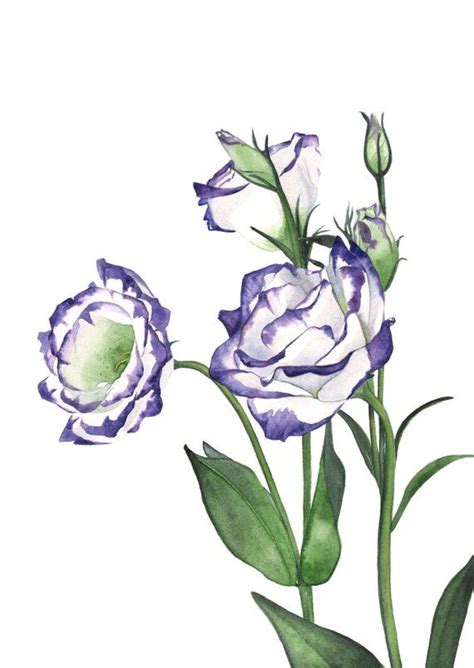 Lisianthus print of watercolor painting A3 size, lisianthus watercolor ...