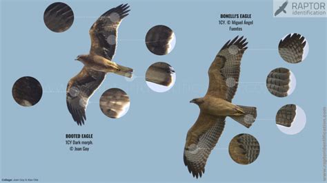 Bonelli’s Eagle vs Booted Eagle in juvenile plumage – Raptor Identification – The complete ...