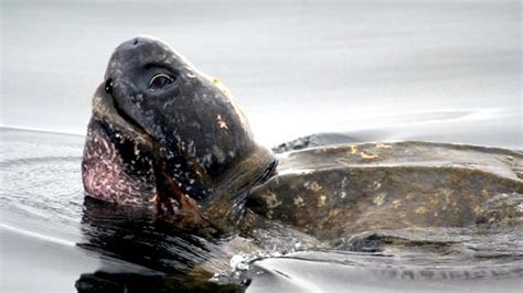 Leatherback Sea Turtle – "OCEAN TREASURES" Memorial Library