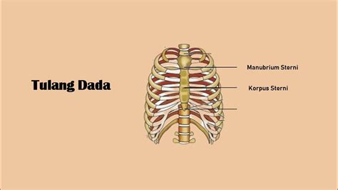 Biologi (rangka aksial dan apendikular) kelas XI - YouTube