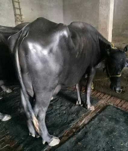 High Breed Murrah Buffalo at 50000.00 INR in Karnal | Bindi Dairy Farm