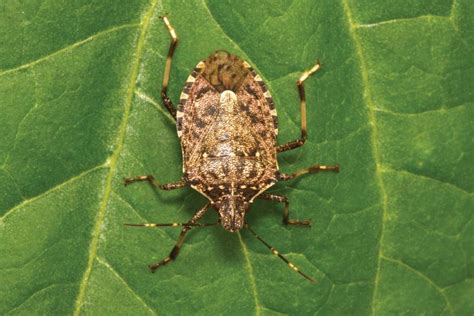 Brown Marmorated Stink Bugs: Stemming the tide of an invasive pest ...