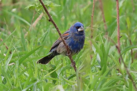 What was London’s “Bird of the Year”?