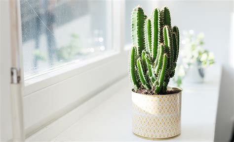 Types of Cactus Plants - The Home Depot