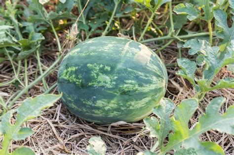 Premium Photo | Ripe watermelon in field ready to harvest