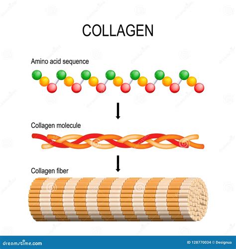 Collagen. Molecular Structure. Stock Vector - Illustration of biological, coil: 128770034