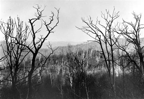 American Chestnut affected by blight documented in 1930. Photo by ChattOconeeNF Wikimedia ...