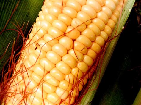 Corn Varieties: Best Bets and Easy-to-Grow - Harvest to Table