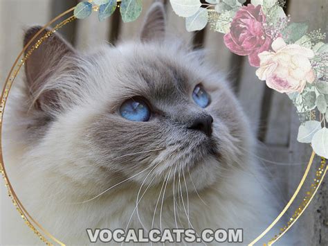 Grey Ragdoll Cat: Complete Guide - Vocal Cats