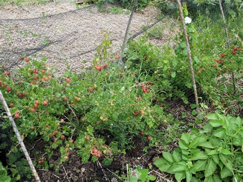 Secret Garden Club: Under the gooseberry bush