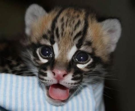 Facts About Ocelots | Live Science