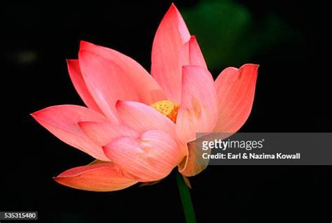 204 Lily Jammu Kashmir Stock Photos, High-Res Pictures, and Images ...