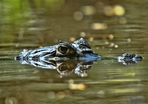 The Wildlife of Canaima National Park - Animals Network