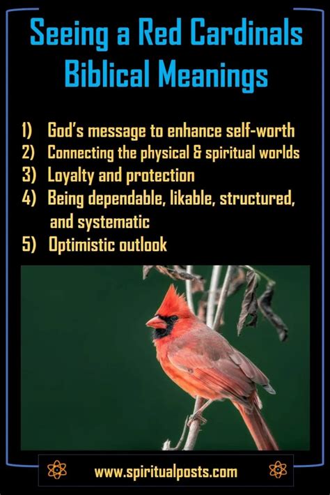 Biblical Meanings When God Sends a Red Cardinal | Spiritual Posts