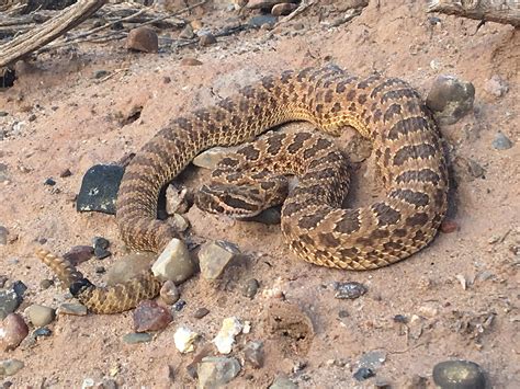 A Hopi rattlesnake from northeastern Arizona. : herpetology